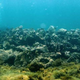 Illustration for article titled Archaeologists may have found the wreck of Columbus' Santa Maria